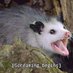 🏴based opossum🏴🚬 (@crustpunk161) Twitter profile photo 🏴based opossum🏴🚬 (@crustpunk161) Twitter profile photo