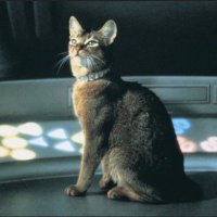 itstrdt (@itstrdt) 's Twitter Profile