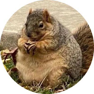 $WINI is the meme coin on ETH inspired by #Winnie_The_Chubby_Squirrel Meme. A community driven project: for the people by the people! https://t.co/qCA5K14fQQ