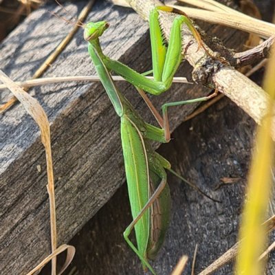 randa_sir's profile picture. Sempre coraggio, e tutto sarà niente.