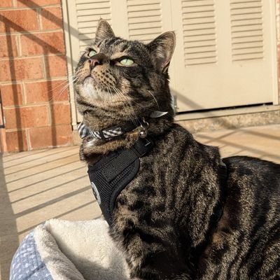 VillaEnjoyer's profile picture. UP THE VILLA

Every premier league ref is taking bribes.