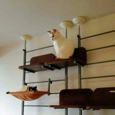 Aya874143112908's profile picture. 🇯🇵🇦🇹💕 オーストリア在住日本人女性です。日常を投稿していくので、お楽しみいただけますと幸いです。Ich bin eine japanische Frau in Österreich und teile gerne mit Ihnen mein tägliches Leben.