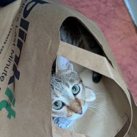 AJ (@hindustani_meow) 's Twitter Profile Photo AJ (@hindustani_meow) 's Twitter Profile Photo