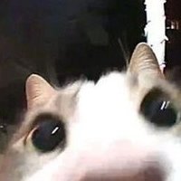 miau (@ppiitto) 's Twitter Profile
