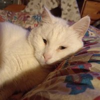 Chalky Choo Choo, Married To Marie ❤️ 🚂 (@chalkymacalpi) 's Twitter Profile Photo Chalky Choo Choo, Married To Marie ❤️ 🚂 (@chalkymacalpi) 's Twitter Profile Photo