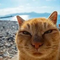 Mikhail Knyazev (@squardino) 's Twitter Profile