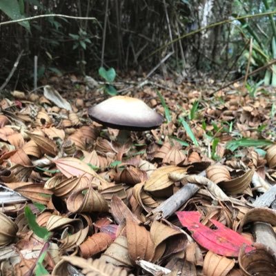 raibwtrex's profile picture. 