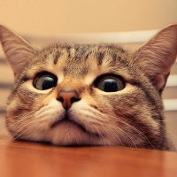 The Pets 𝕏 (@thepetsx) 's Twitter Profile Photo