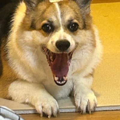 vowowさんのプロフィール画像