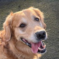Gorgeous George (@goldengeorgeous) 's Twitter Profile