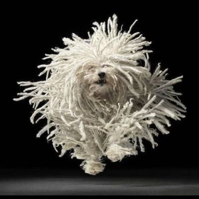 MartaAiL's profile picture. Perromopa adorable. Fan de Jar Jar Binks. 8 #premistuitort. POCTLLES EVERYWHERE! #faigcoses

Totes les respostes, al tuit fixat.