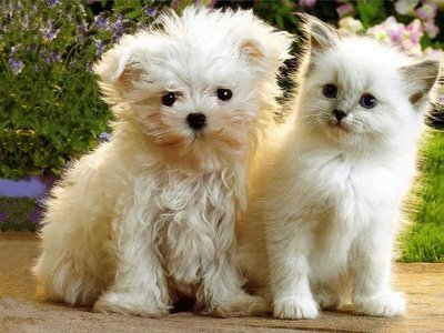 Clinic For Helping People To Impove Them Live With Them Pet
عيادة لمساعدة الناس على الرقي بحياتهم مع حيواناتهم