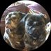 The Brindled Brothers (@hector_shar_pei) Twitter profile photo The Brindled Brothers (@hector_shar_pei) Twitter profile photo