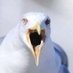 Feiks Profils (@feiks_profils) Twitter profile photo