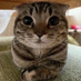 KothCap (@kothcap) Twitter profile photo KothCap (@kothcap) Twitter profile photo
