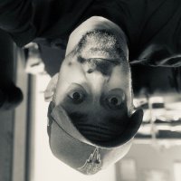 Upside Dad (@upsidedad) 's Twitter Profile