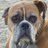jpglasinovic's profile image