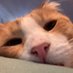 Brandon (@wolfiepie97) Twitter profile photo Brandon (@wolfiepie97) Twitter profile photo