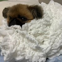 ゆきのん (@4yukinon17) 's Twitter Profile
