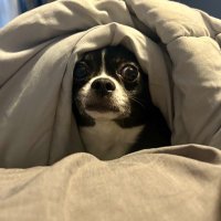 bailey (she/they) (@bondtrittipo) 's Twitter Profile