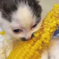 alria gato calvo (@plsmrcy) 's Twitter Profile Photo alria gato calvo (@plsmrcy) 's Twitter Profile Photo