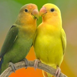 عزة النفس ترغمني بأن لا أفرضها على من لا يقدّرها.