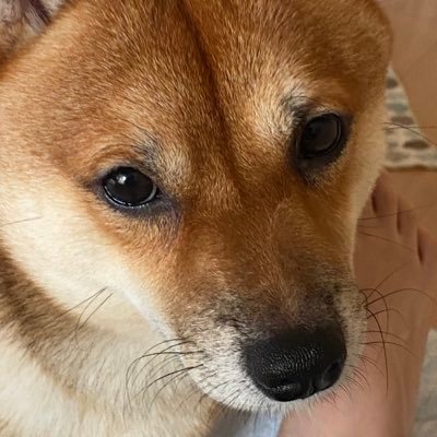 猫猫ですが犬派🐕🐶🦊 気になる情報をゆったり配信!その他、犬/猫/動物/ラーメン🍜/うどん/ランチ🍝/アニメ/コミック📚/ポケモン/海外、国内旅行✈️/投資/etc