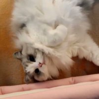 เคที (@cat01jm) 's Twitter Profile