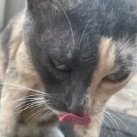 その辺のミャオ🇹🇭 (@a2catbkk) 's Twitter Profile Photo その辺のミャオ🇹🇭 (@a2catbkk) 's Twitter Profile Photo