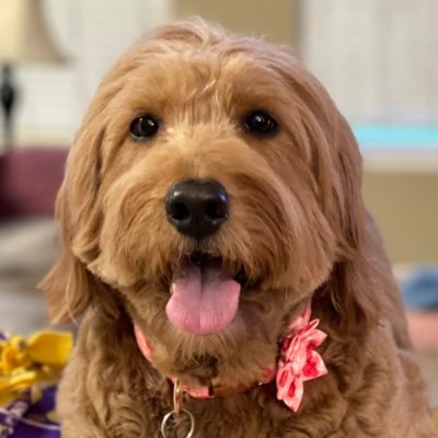 TheCaptain_101's profile picture. Sonic as taken over my life and I’m okay with that