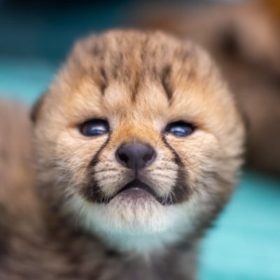 floolpulse's profile picture. 🌍 Born to run, built to thrive! $FLOOL celebrates innovation & wildlife conservation. Join the race for explosive growth! 🐾💎