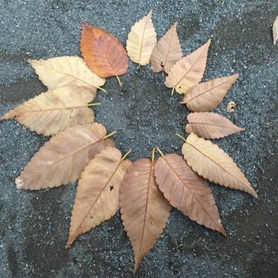 arch_tor's profile picture. 1人で建築設計事務所をやっています。2児の父、最近子供と虫取りに励んでいます。虫や建築のことなど写真多めでつぶやいたり