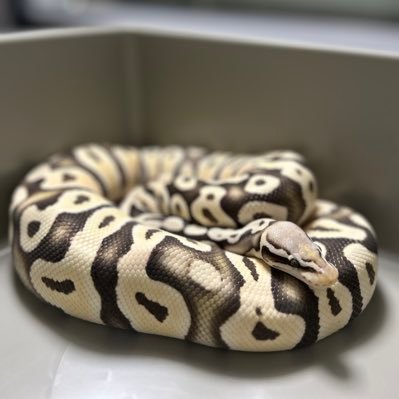 __w24HC's profile picture. Carpet Python ║ Ball Python║ Olive Python║ Eunectes notaeus║Water Python║ Blood Python║ Kimberley Rock Monitor║Tortoise║Tarantula 計45匹”色んな爬虫類飼育ちゅう🤍よろしくお願いします🙌