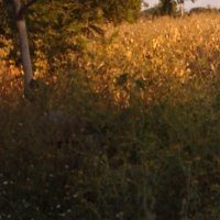Titan_Toluca (@titan_toluca3) 's Twitter Profile