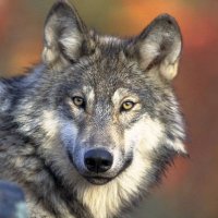 Cassiopeia60 ✨🦅👩‍🏫🌊 (@cassiopeia601) 's Twitter Profile