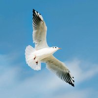 natural touch (@createceesay) 's Twitter Profile