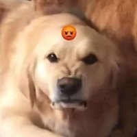 b°rk 🇳🇿 (@boomborks) 's Twitter Profile
