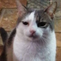 gringut (@gringut777123) 's Twitter Profile