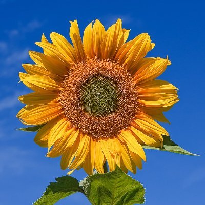 plantlvr9's profile picture. Farming tips from the imperial capital.