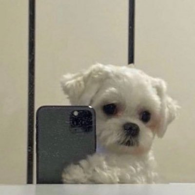 ccastellosofi's profile picture. 