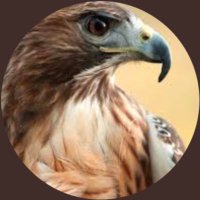 RedHawk (@redpilledhawk) 's Twitter Profile Photo RedHawk (@redpilledhawk) 's Twitter Profile Photo