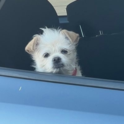 Salty GenXer, Sister Resister, Dog Lover. I am now here to witness.