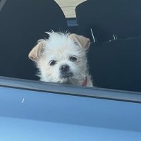 Jaded Old Biddy (@jadedold) 's Twitter Profile