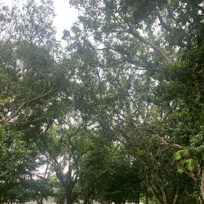 SumaiyaIqbal15's profile picture. 