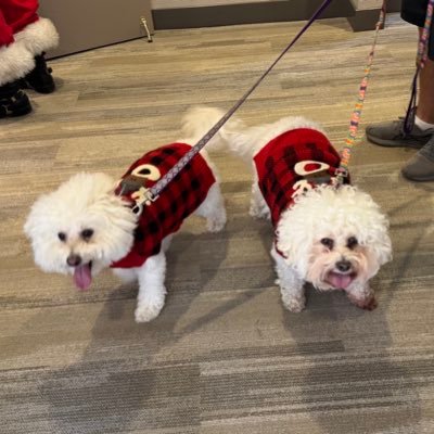 MargaretYo39491's profile picture. I’m a returning tweeter. i quit 11-5-2024. i do both bsky and TwitterX now.With all the turmoil i found I need to stay informed. Rebuilding!.NO DMs