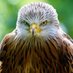 FreeHawk (@nonsug56) Twitter profile photo FreeHawk (@nonsug56) Twitter profile photo