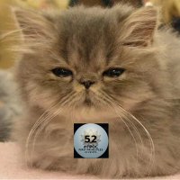 Elrick Erikose (@erikose) 's Twitter Profile
