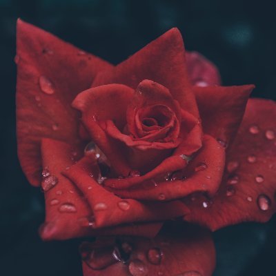 ShwoopYT's profile picture. 