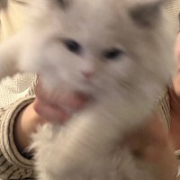 剁椒鱼🐟 (@luckykanye) 's Twitter Profile Photo 剁椒鱼🐟 (@luckykanye) 's Twitter Profile Photo