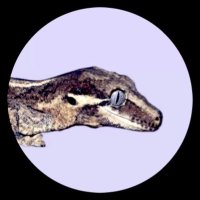 ْ (@geckofuzz) 's Twitter Profile
